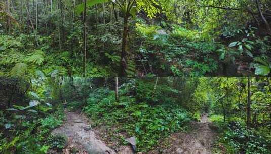 航拍阳山秤架干坑古树公园雨林风光高清在线视频素材下载