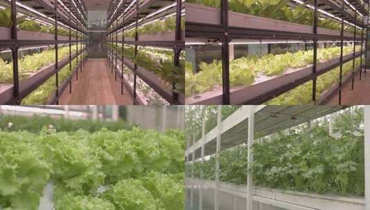 温室大棚内蔬菜种植场景现代蔬菜高清在线视频素材下载