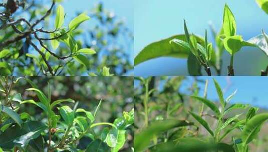 云南临沧茶园种植古树头春茶叶高清在线视频素材下载