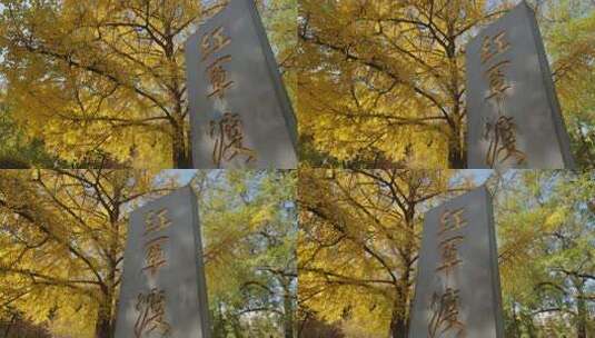 长沙烈士公园金色银杏树下红军渡石碑高清在线视频素材下载