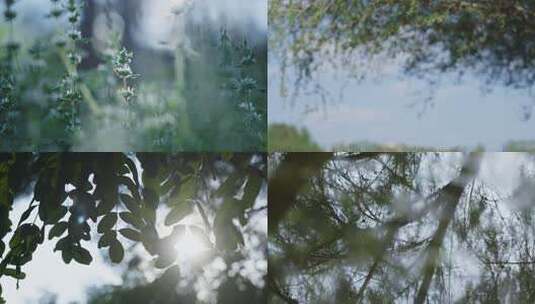 立夏盛夏森林公园夏天阳光透过树叶唯美逆光高清在线视频素材下载