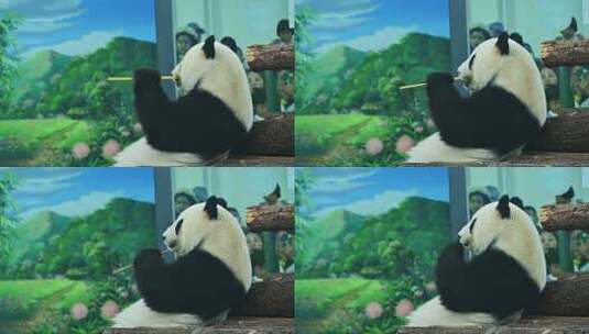 大熊猫坐木头上进食画面高清在线视频素材下载