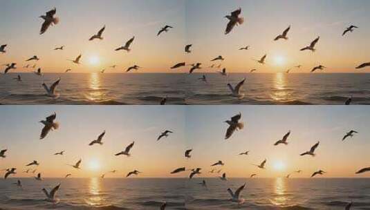 海面上海鸥迎着夕阳飞翔高清在线视频素材下载
