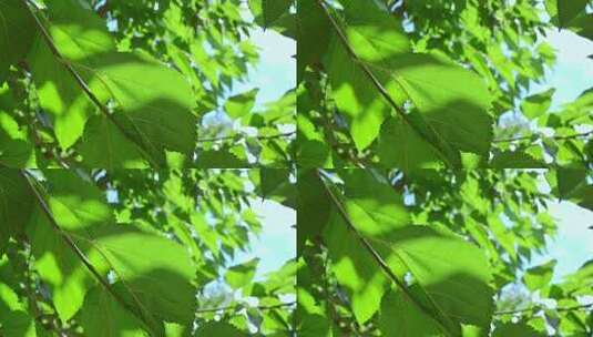 夏天树叶光线透过树叶夏至唯美空境高清在线视频素材下载