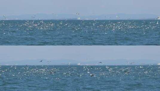 海面上海鸥群飞翔的场景高清在线视频素材下载