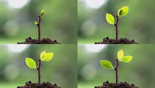 植物绿叶嫩芽生长延时摄影高清在线视频素材下载