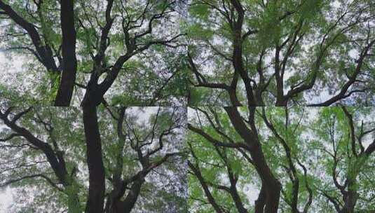 大树古树高清在线视频素材下载