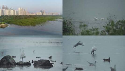 深圳红树林湿地与城市建筑景观高清在线视频素材下载