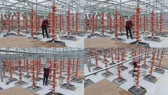 温室大棚内人员蔬菜种植作业高清在线视频素材下载