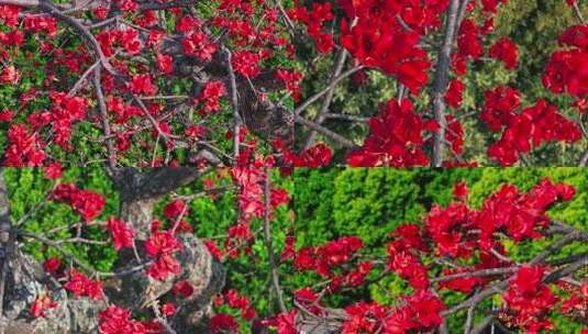 木棉花盛开特写高清在线视频素材下载