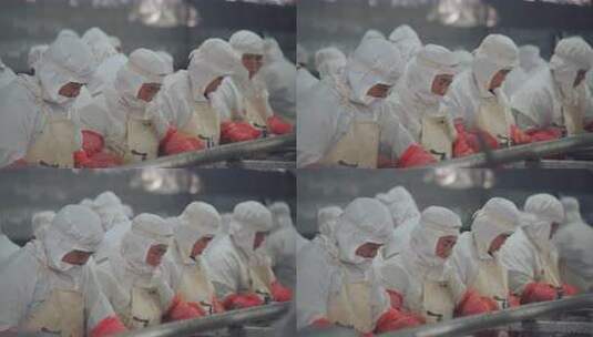 工人穿着防护服在流水线上加工海参高清在线视频素材下载