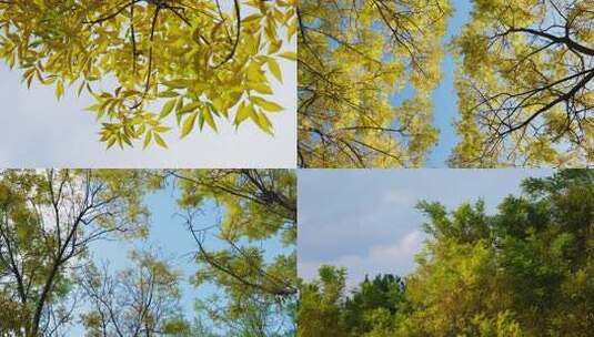 秋天落叶流水意境风情绪空镜头秋风风吹树叶高清在线视频素材下载