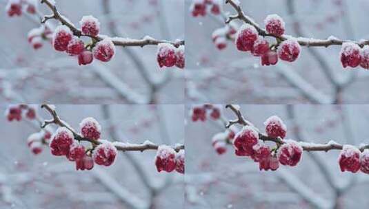 枝头覆雪的红色花朵素材高清在线视频素材下载