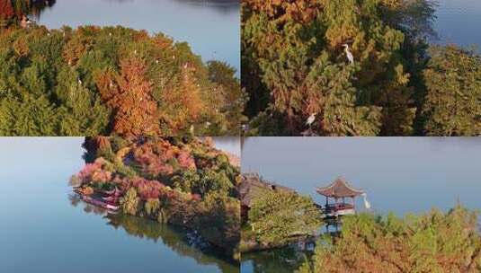 秋天鸟 鸟群 飞鸟高清在线视频素材下载