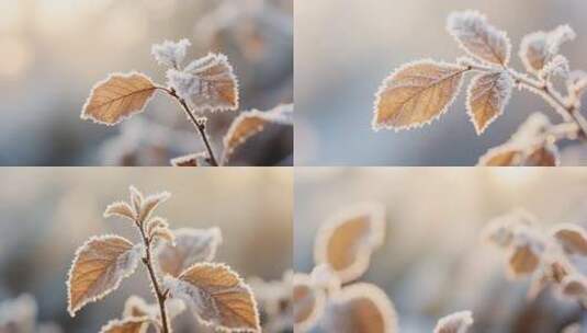 覆霜枯叶特写自然素材高清在线视频素材下载