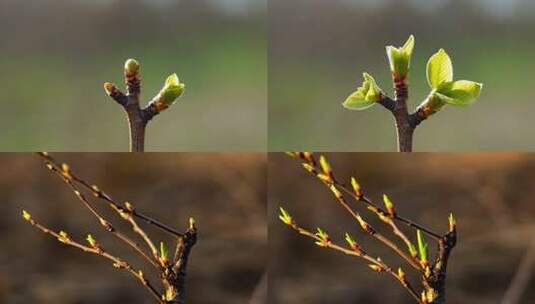 嫩芽生长过程延时摄影高清在线视频素材下载