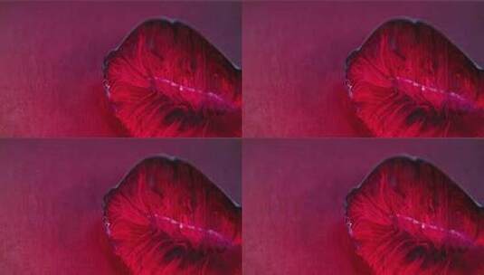 红色物体微距特写素材高清在线视频素材下载