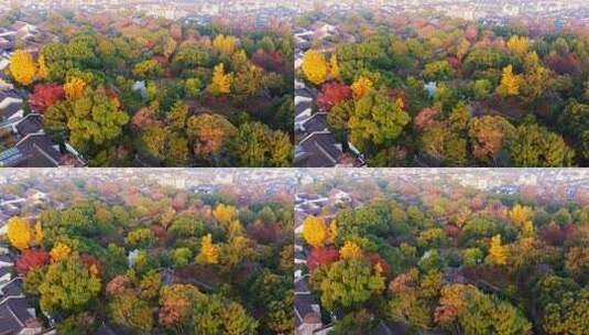 秋天，清晨，苏州园林拙政园航拍高清在线视频素材下载