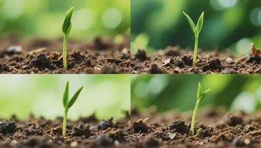 土壤中幼苗生长特写高清在线视频素材下载