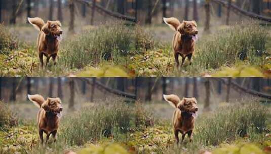 户外草地奔跑的小狗高清在线视频素材下载