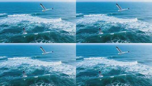 海面上飞翔的海鸥高清在线视频素材下载