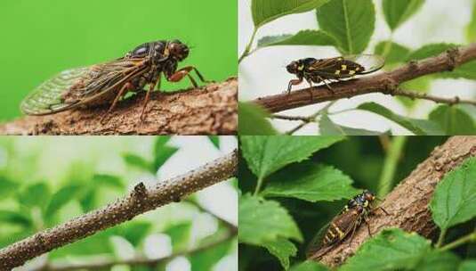 树枝上的蝉特写高清在线视频素材下载