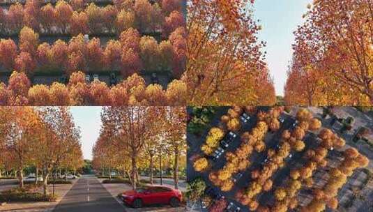 秋天枫树停车场 秋景枫树枫叶停车场高清在线视频素材下载