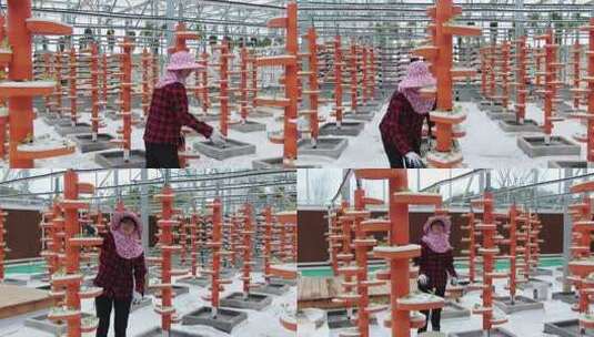 女性温室大棚内查看蔬菜种植高清在线视频素材下载