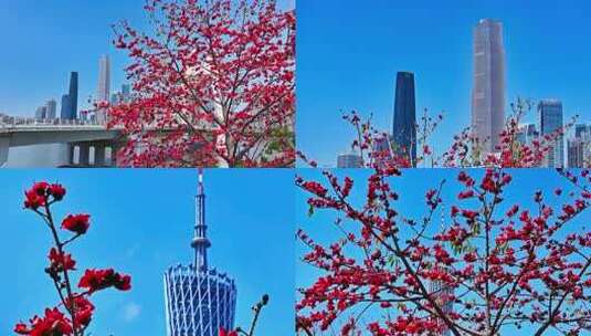 城市中盛开木棉花与高楼景观高清在线视频素材下载