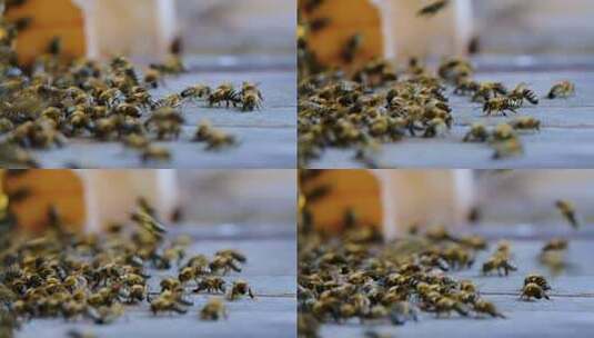 蜜蜂聚集在木质表面的画面高清在线视频素材下载