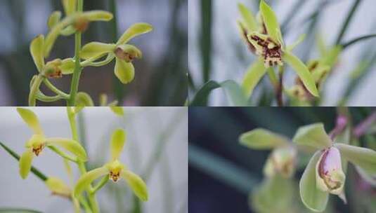 4K兰花微距特写高清在线视频素材下载