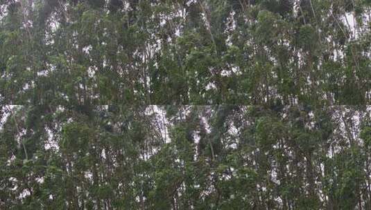 茂密树林枝叶繁茂景象高清在线视频素材下载