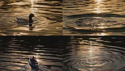 夕阳下波光粼粼的水面素材高清在线视频素材下载