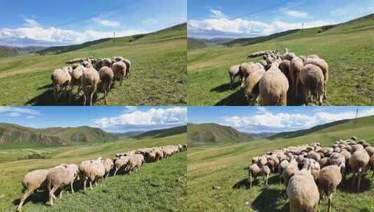 【第一视角】赶羊群放牧场景高清在线视频素材下载