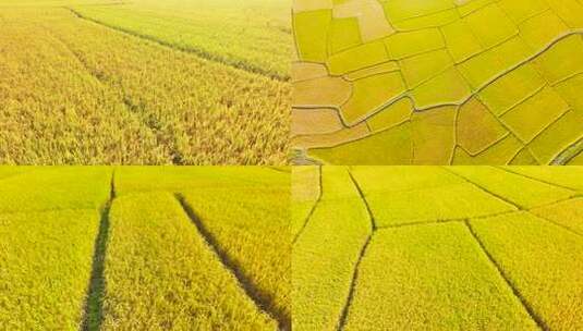 航拍秋天乡村稻田高清在线视频素材下载