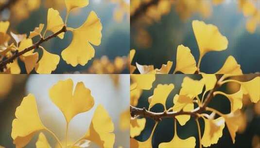 特写秋天银杏树银杏叶高清在线视频素材下载