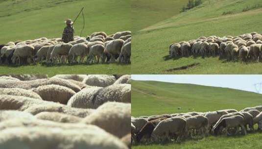 【田园牧歌】牧羊人放羊场景高清在线视频素材下载