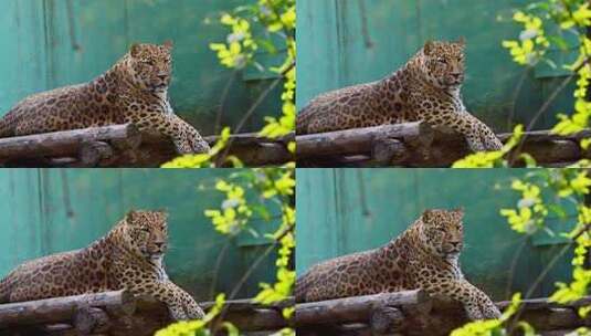 趴在木头上休息的花豹高清在线视频素材下载