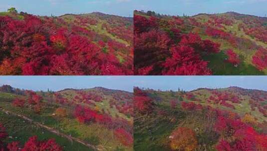 吉林四方山枫叶谷秋天风景高清在线视频素材下载