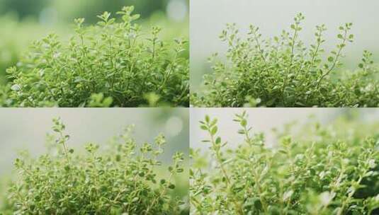 绿色植物特写素材高清在线视频素材下载