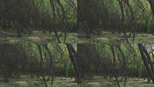 树林自然风光场景高清在线视频素材下载
