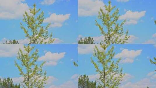 春天蓝天白云下的树木生长新芽高清在线视频素材下载