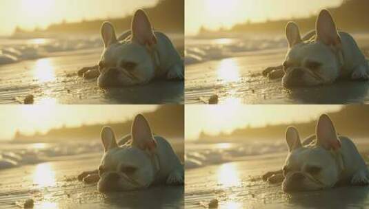 海滩日落时分慵懒小狗的惬意时光高清在线视频素材下载