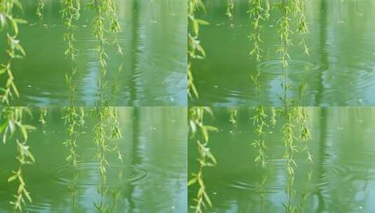 处暑白露柳树飘扬唯美清新自然视频高清在线视频素材下载