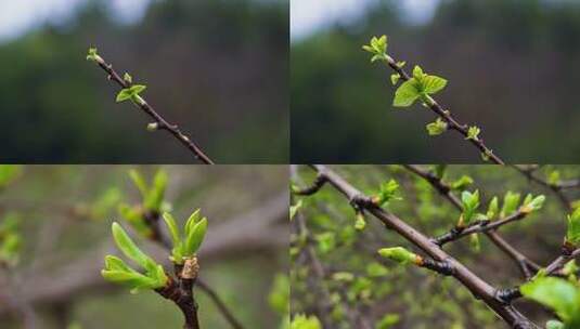初春树枝嫩芽生长高清在线视频素材下载