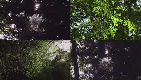 风吹树叶阳光治愈风景幽静绿色森林高清在线视频素材下载