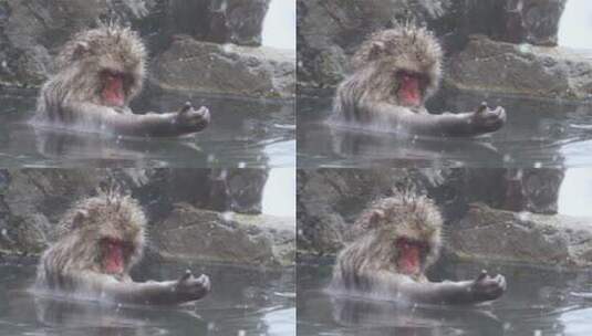 猕猴在下雪的水中泡澡高清在线视频素材下载