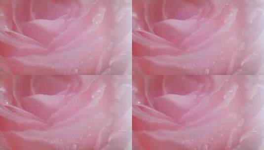 玫瑰花花瓣视频素材高清在线视频素材下载