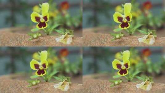 植物，小花，野花，实拍高清在线视频素材下载