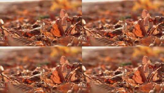 秋天的树叶特写高清在线视频素材下载